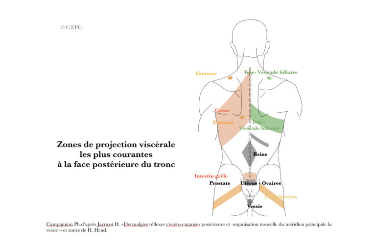 Cadenasmusculares Gds Spain Visceral
