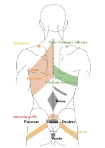 cadenasmusculares_gds_spain_visceral-e1787814207702-212x300 gds