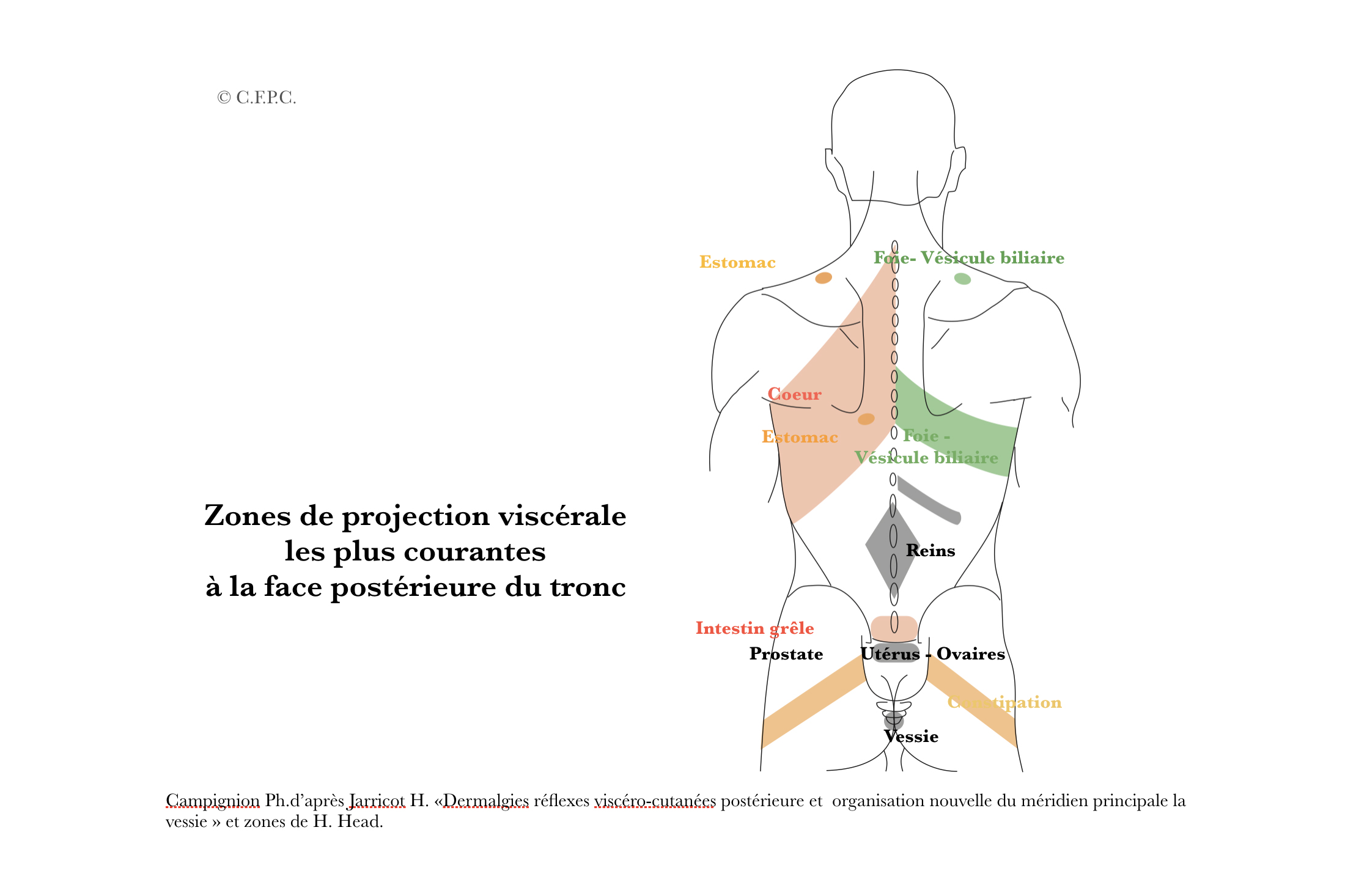 Cadenasmusculares Gds Spain Visceral